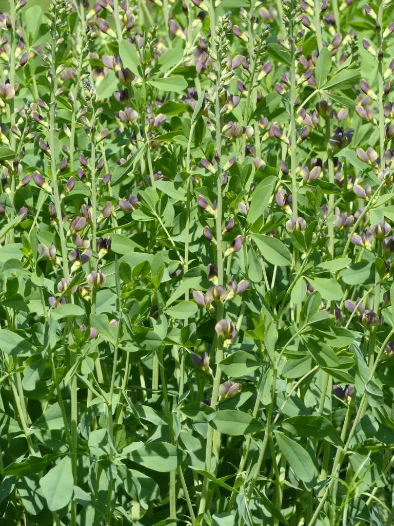 Baptisia 'Twilight Prairie Blues' est issu du croisement de B. australis avec B. sphaerocarpa