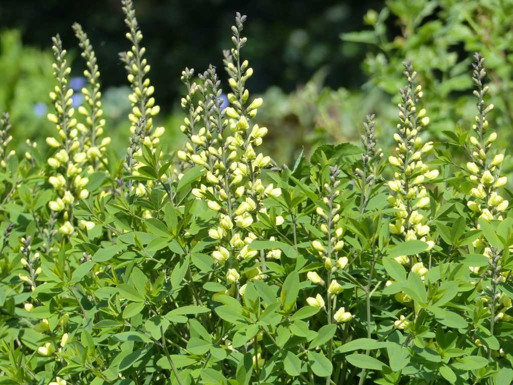 Baptisia 'Carolina Moonlight' (2)