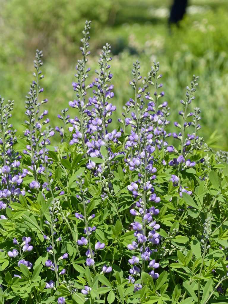 Baptisia 'Purple Smoke'