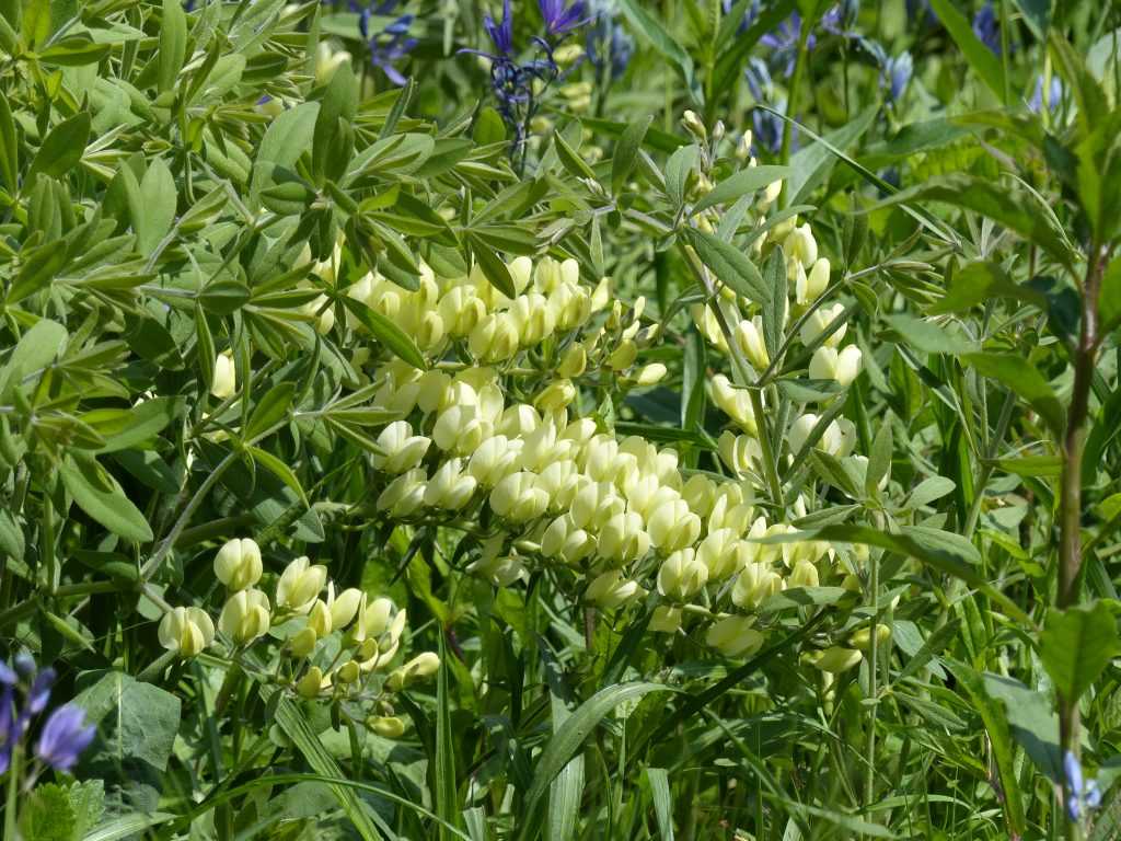 Baptisia bracteata var. leucophaea, aux épis tenus à l'horizontale