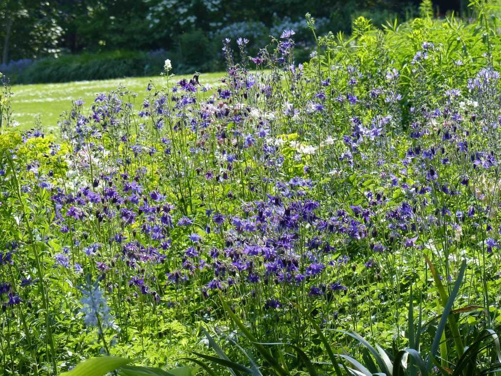 Ancolies des jardins