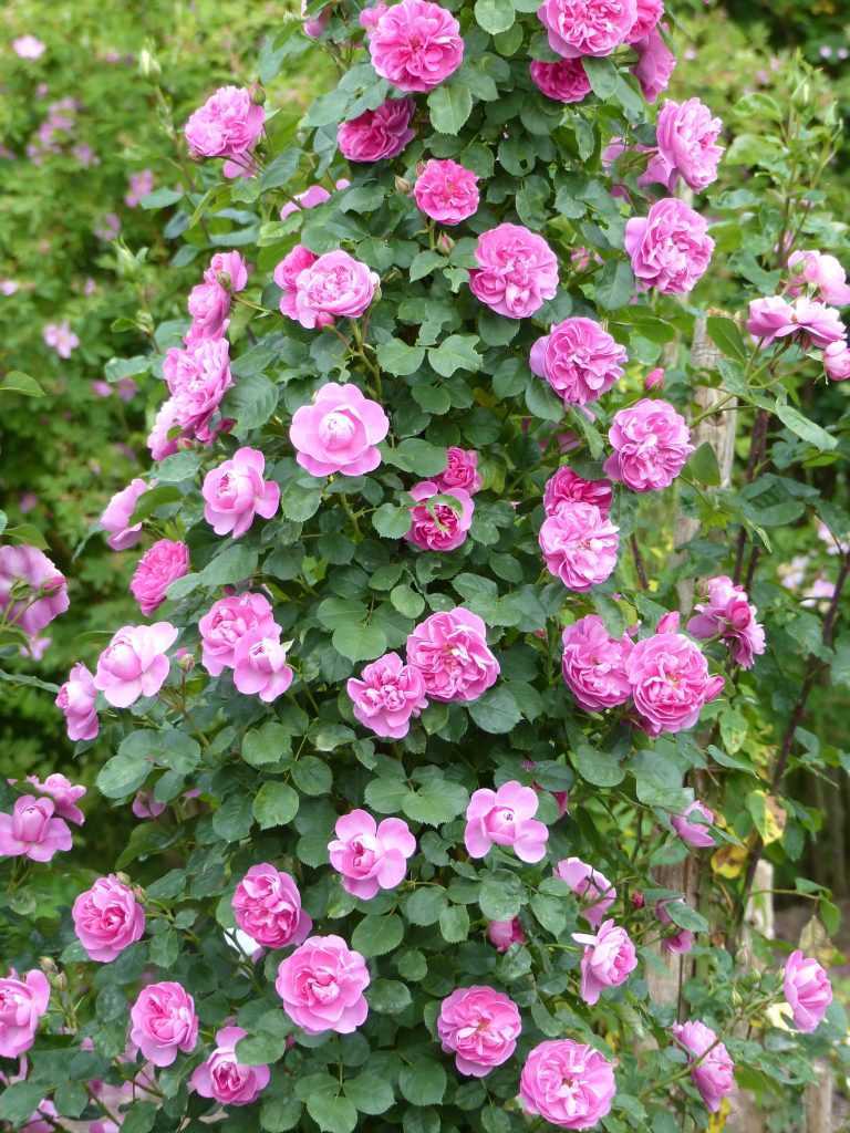 'Allegro', un petit grimpant couvert de fleurs de haut en bas, dont la forme évoque celle de certains camélias