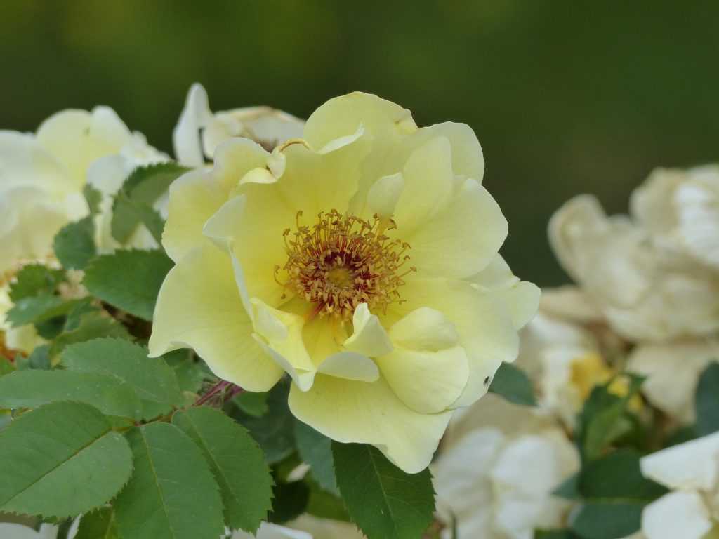 'Aïcha', semi-double jaune primevère relevé par un bouquet d'étamines aux filaments rougeâtres