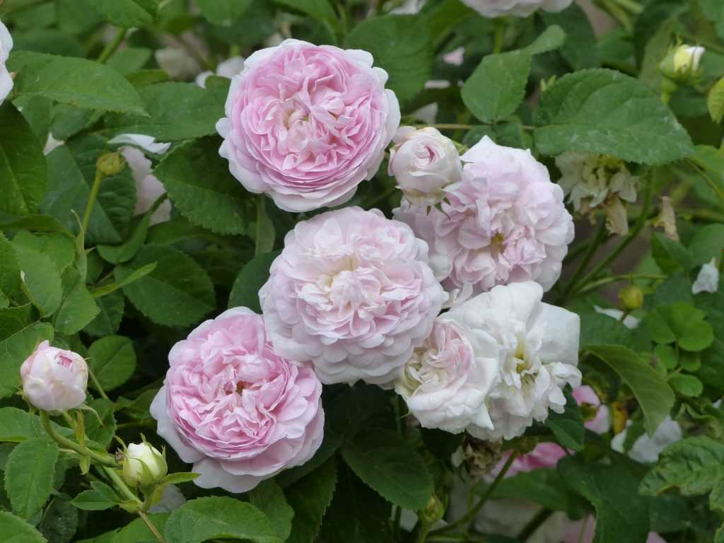 'Belle Isis' est un excellent rosier ancien rose tendre du groupe gallica, il a donné naissance à tous les rosiers anglais de David Austin