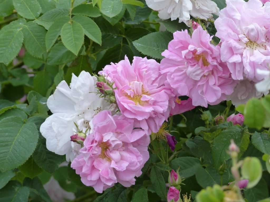 'Celsiana', un rosier de Damas qui forme un grand arbuste couvert de roses délicates