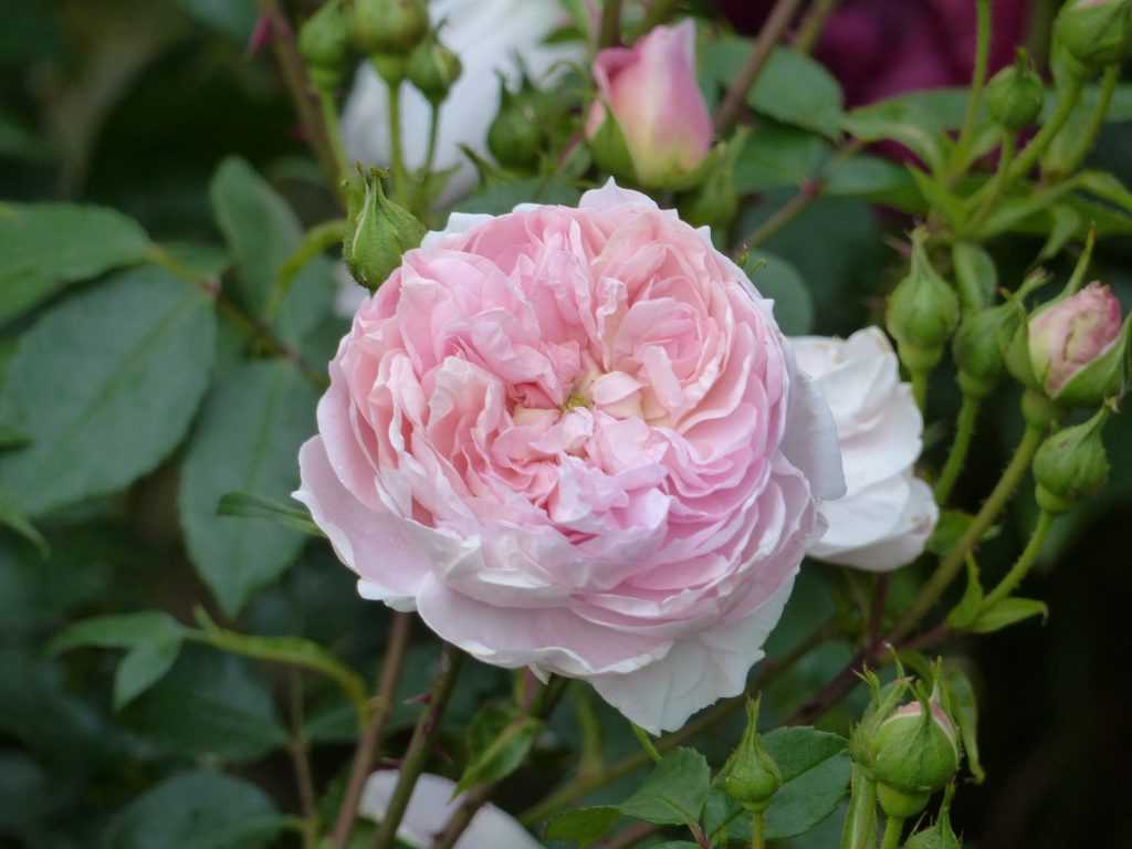 'Colette', un rosier arbustif de paysage au charme ancien