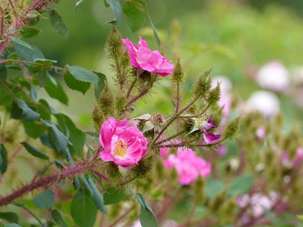 'Goethe', un rosier mousseux à fleurs semi-doubles en grappes légères qui font bien ressortir la "mousse" sur les pédoncules