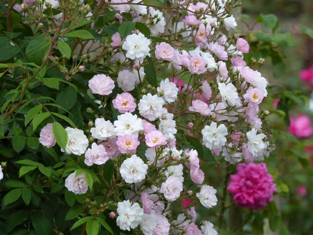 'Guirlande Rose', le petit frère de 'Guirlande d'Amour'