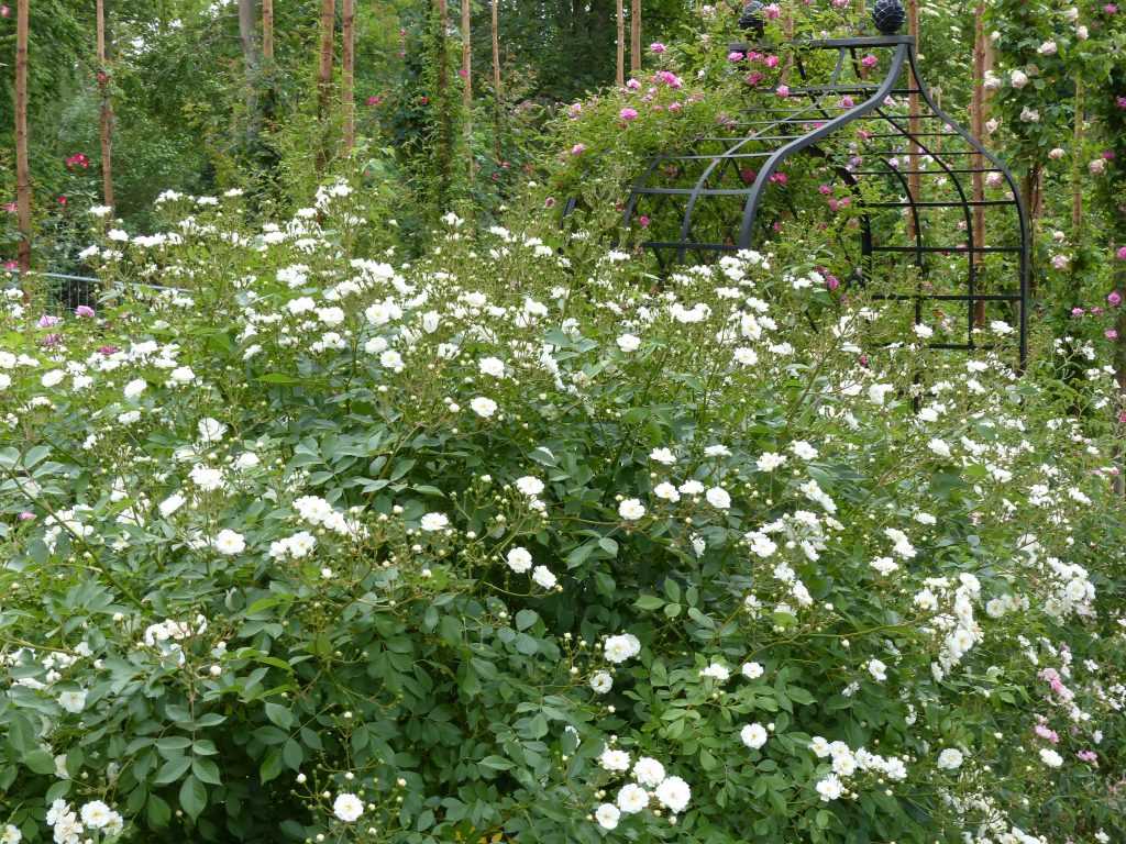 'Guirlande d'Amour', un charmant grimpant du rosiériste belge Louis Lens, dérivé de moschata