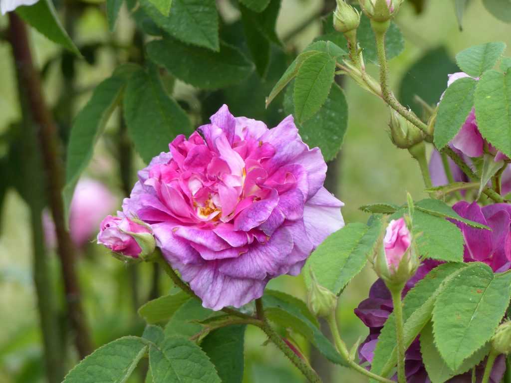 'Jenny Duval' (gallica), admirez ces teintes incroyables sur une seule fleur !