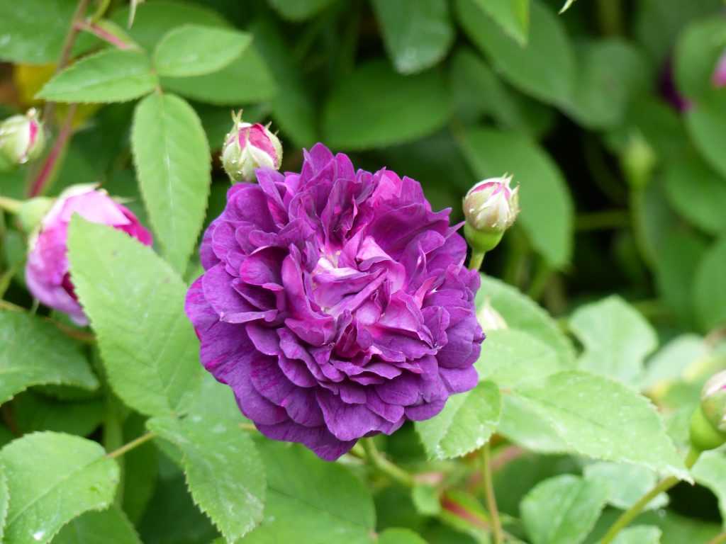 'Le Rosier Evêque', à la couleur violacée telle qu'on ne la trouve que chez les roses galliques