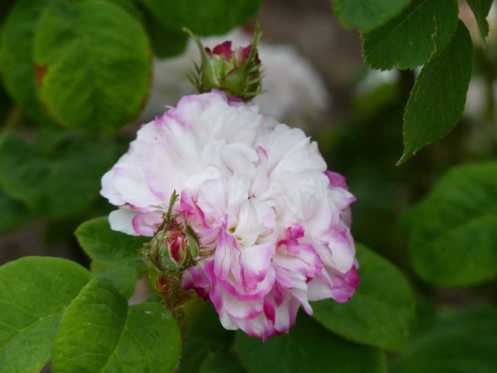 'Leda' (damascena), blanc à pointes roses, un coloris très subtil qui lui est propre