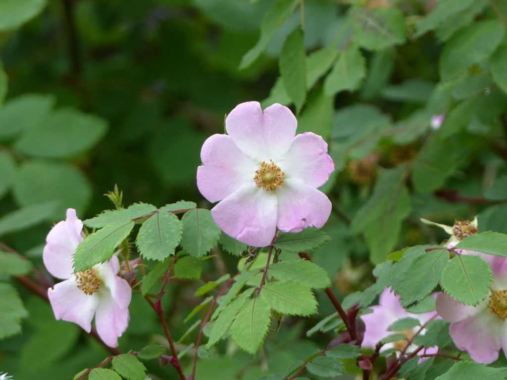 'Mount Everest' est un hybride de rosiers sauvages aux proportions gigantesques mais à la floraison et au feuillages pleins de délicatesse