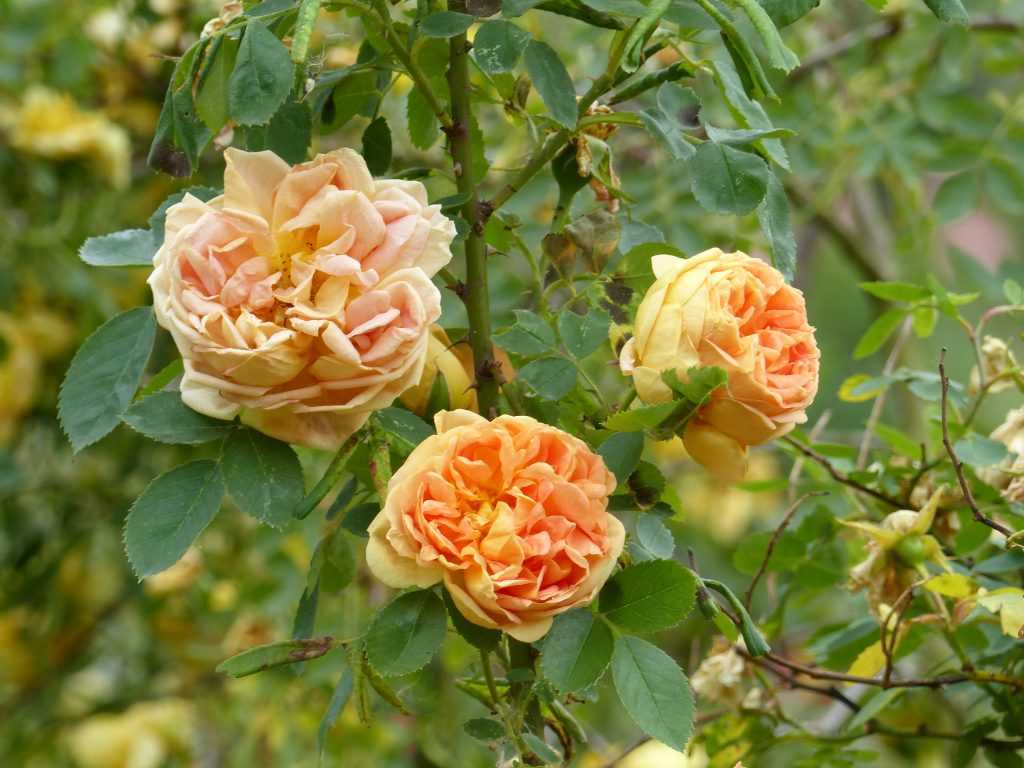 'Soleil d'Or', introduit par le rosiériste Pernet-Ducher en 1900, a été le tout premier rosier buisson "jaune"