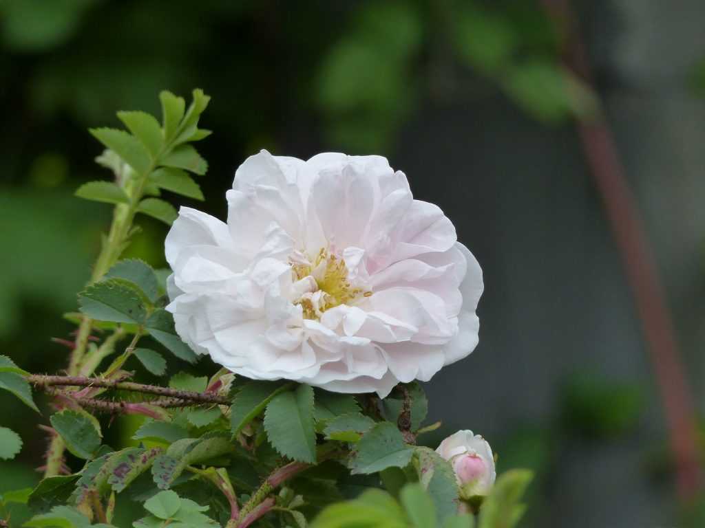 'Stanwell Perpetual', un hybride du rosier des Dunes (Rosa spinosissima) remontant, qui supporte l'ombre