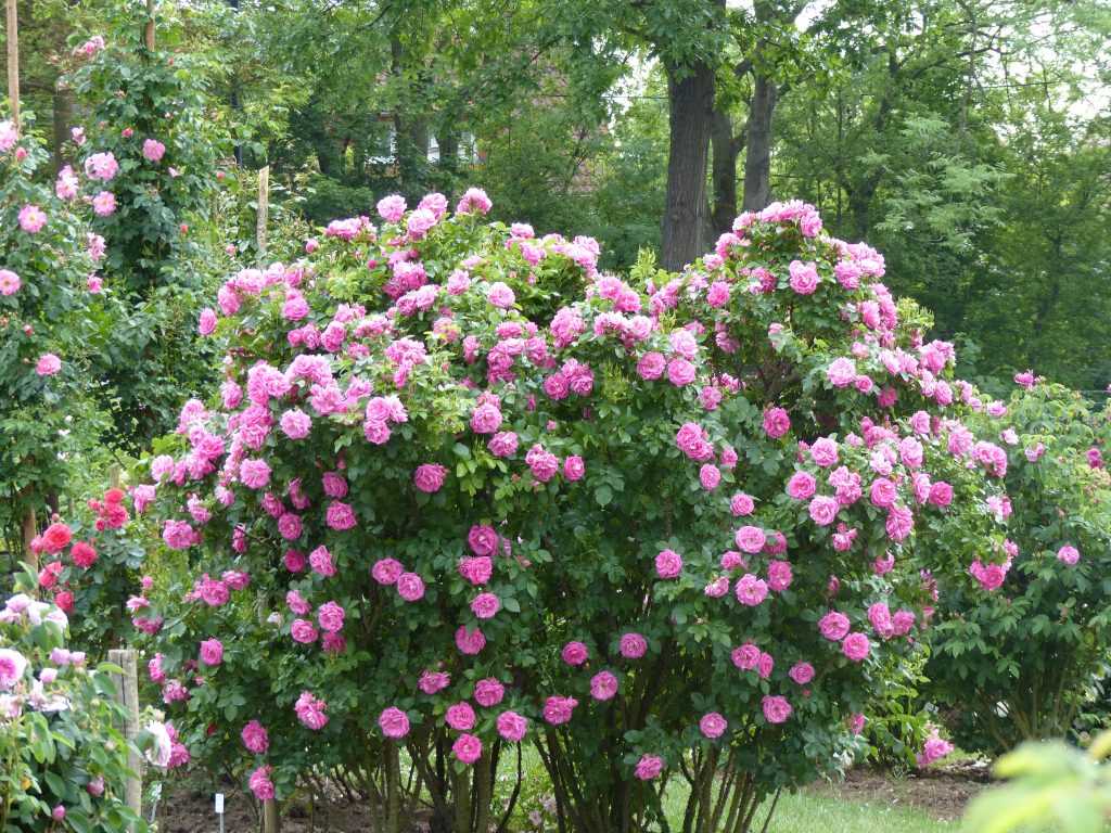 le rosier 'Turbot', une variété de Meilland forte et florifère issue d'hybridation avec Rosa rugosa