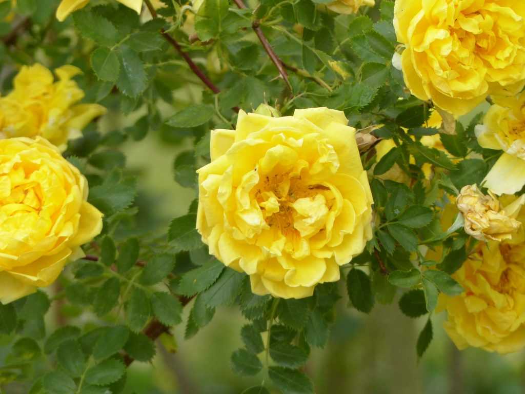 Rosa foetida 'Persian Yellow' est l'ancêtre commun à tous les rosiers jaunes