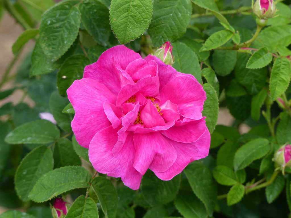 Rosa gallica 'Officinalis', la rose des apothicaires utilisée dans la pharmacopée traditionnelle
