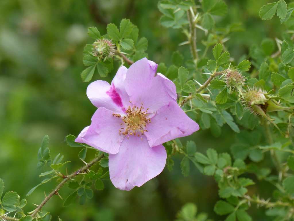 Rosa stellata var. mirifica, aux feuilles minuscules mais aux grandes fleurs simples couleur parme