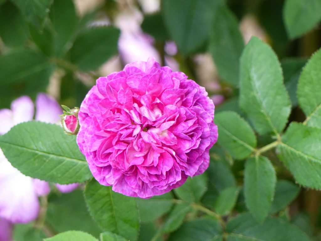 Rosa x borboniana, l'ancêtre des rosiers de Bourbon, un groupe de rosiers anciens remontants et très parfumés