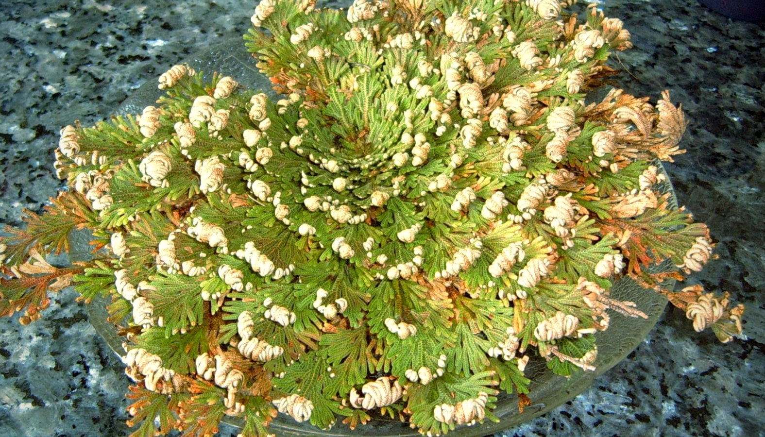 planter une rose de jericho