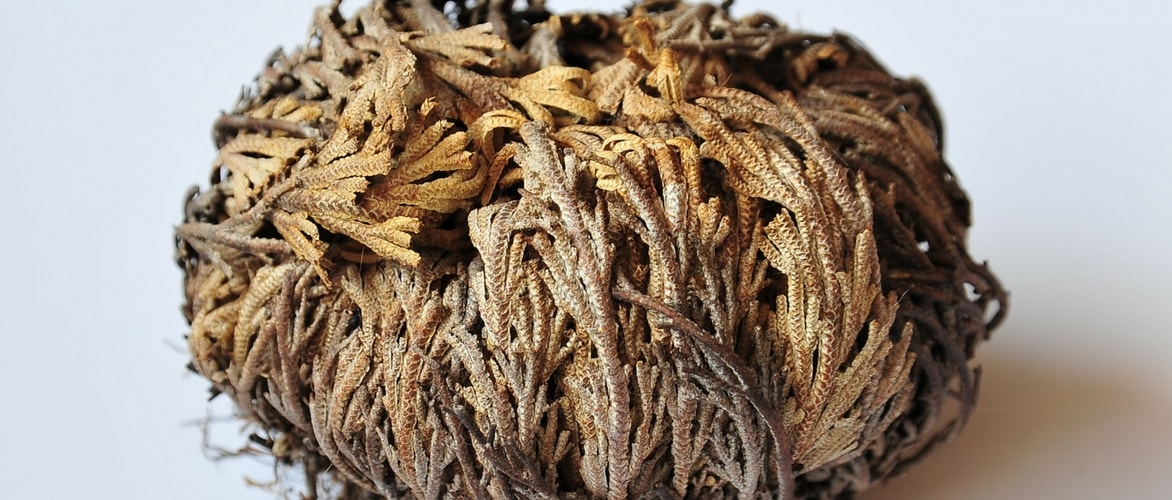 La rose de Jericho - Moyenne - Sham's Afrique