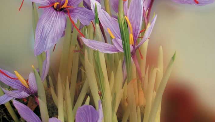 Crocus safran, le cultiver et le récolter