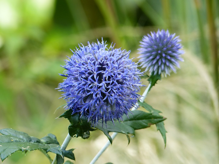 Chardon bleu (Echinops)