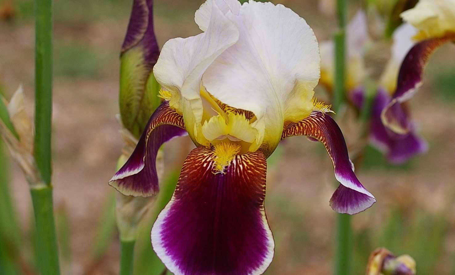 Les Iris germanica, c'est en été qu'il faut les planter