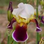 Les Iris germanica, c'est en été qu'il faut les planter