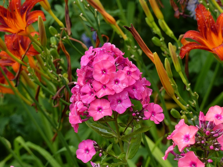 Phlox paniculata 'Flamingo'