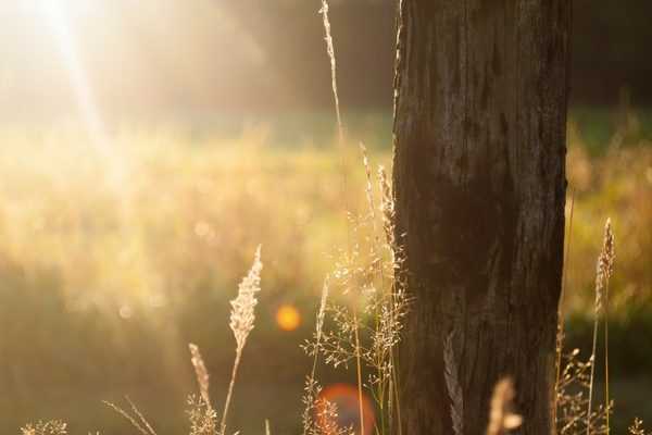 Arroser un jardin en période de canicule