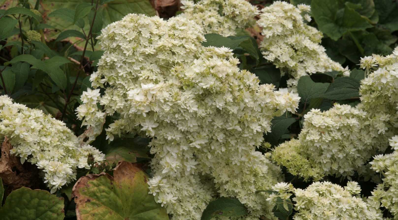 Hortensia arborescens, à l'épreuve de la chaleur!