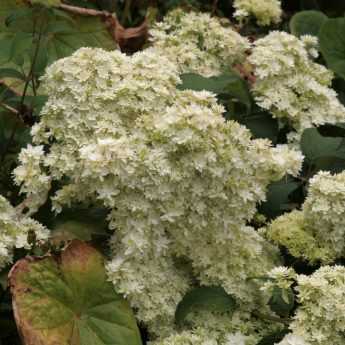 Hortensia arborescens, à l'épreuve de la chaleur!