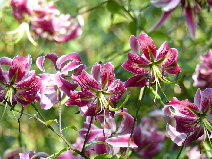 3 floraisons remarquables en août dans mon jardin !