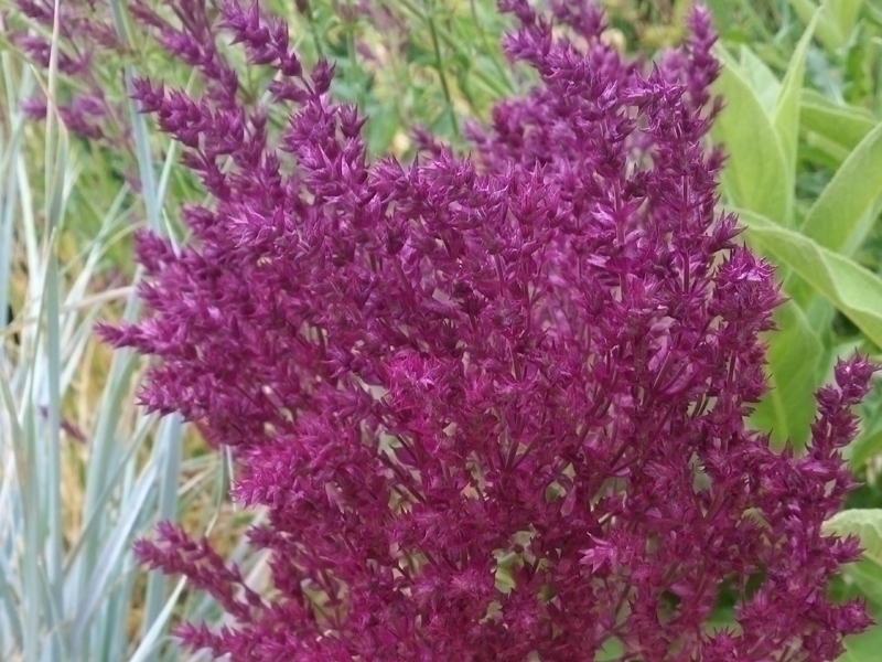 Salvia nemorosa Schwellenburg, mon coup de cœur de cet été