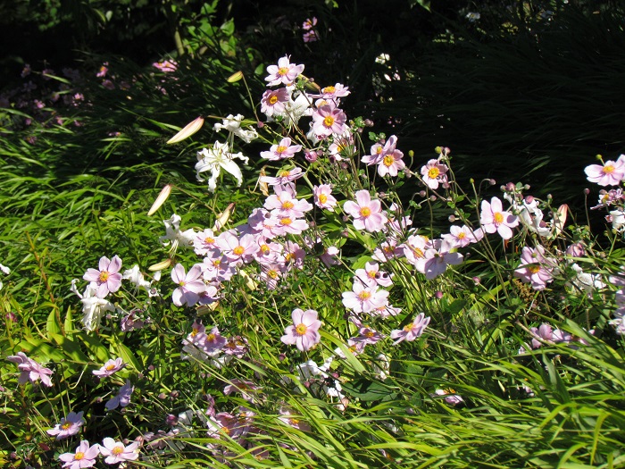 Anémone du Japon 'Elegans'