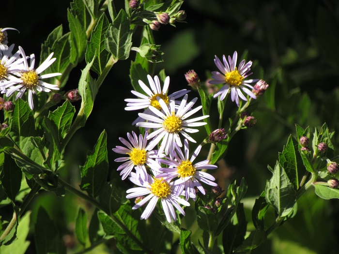 Aster ageratoides 'Blaukuppel'