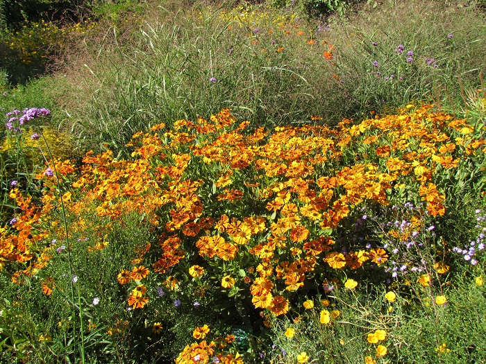 Helenium 'Waltraut'