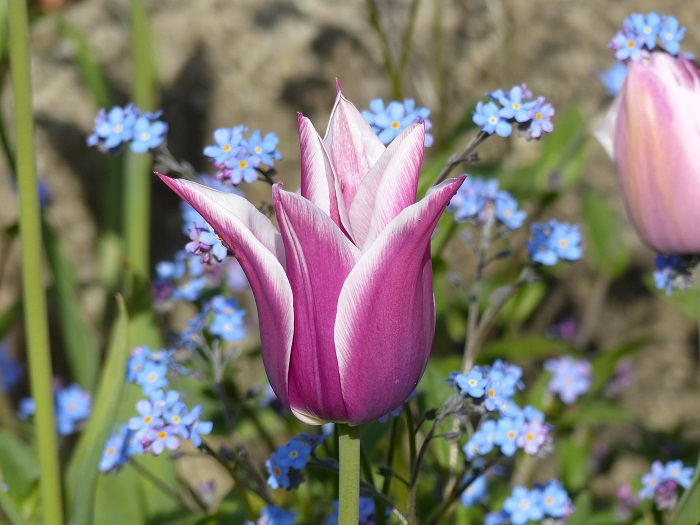 Tulipe à fleur de lys 'Ballade'