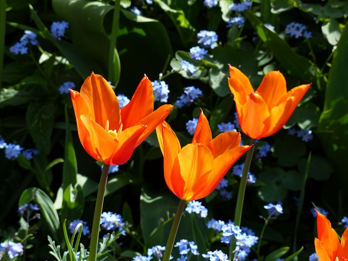 Tulipe à fleur de lis 'Ballerina'