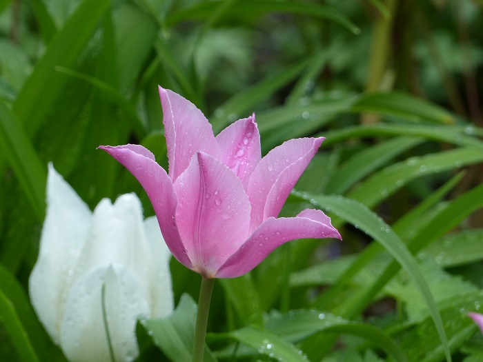 Tulipe à fleur de lis 'China Pink'