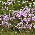 Le cyclamen de Naples, des tapis de fleurs en automne