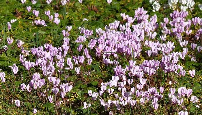 Le cyclamen de Naples, des tapis de fleurs en automne