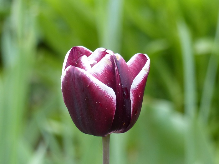 Tulipe Triomphe 'Fontainebleau'
