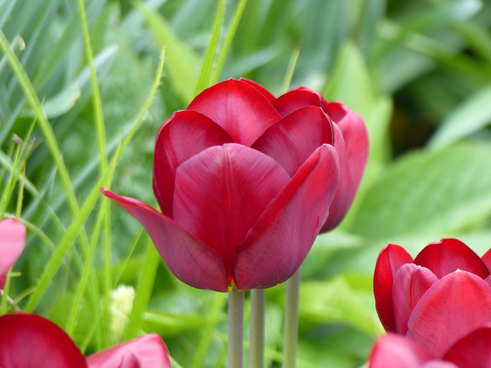 Tulipe 'Jan Reus'