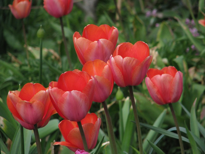 Tulipe à longue tige 'Menton'