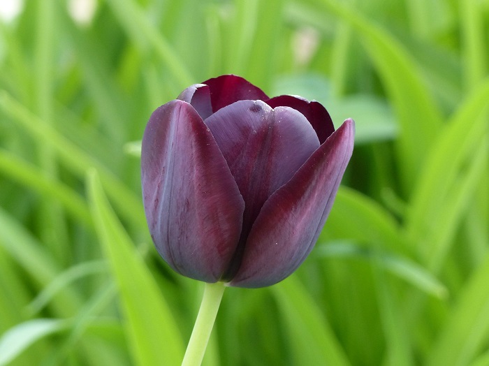 Tulipe simple tardive 'Reine de la Nuit' ('Queen of the Night')