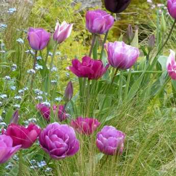 Top 15 des tulipes de mon jardin