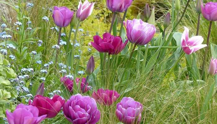 Top 15 des tulipes de mon jardin